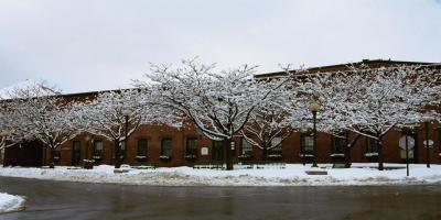Plowed Streets in Between Snowy Trees and Ground